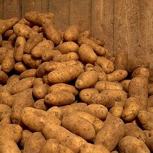 Kartoffeln der Sorte "Nicola" unserer Ernte 2007.