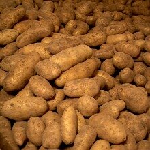 Kartoffeln der Sorte "Ditta" unserer Ernte 2007.